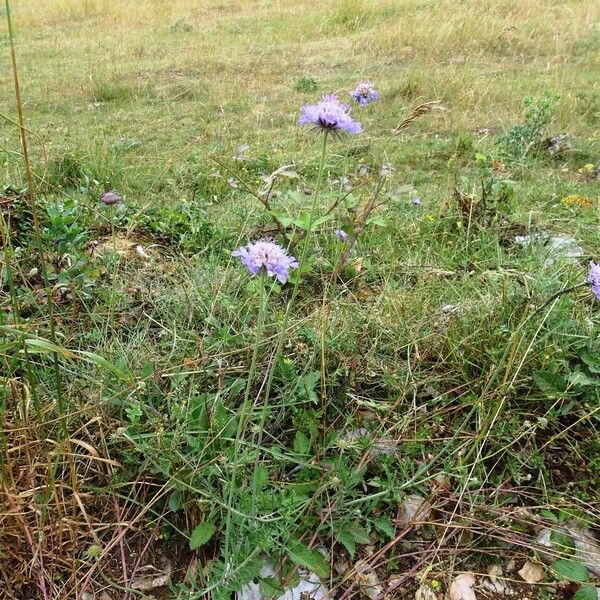 Scabiosa cinerea Hábitos