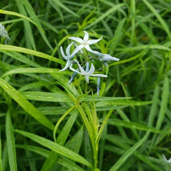 Amsonia tabernaemontana Blomma