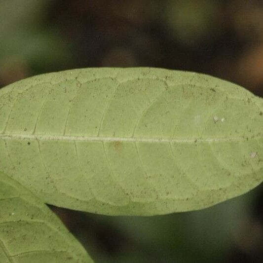 Faramea guianensis Ліст