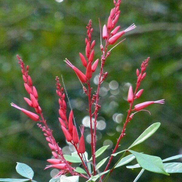 Quassia amara Blomst