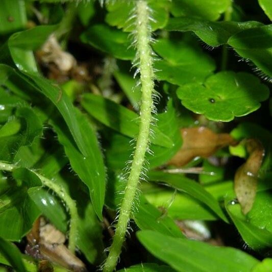 Hydrocotyle leucocephala Leaf