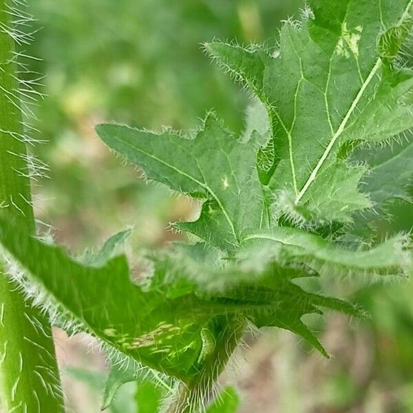 Sisymbrium loeselii Leaf