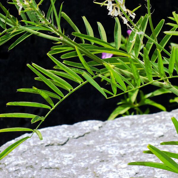 Galega officinalis Folha