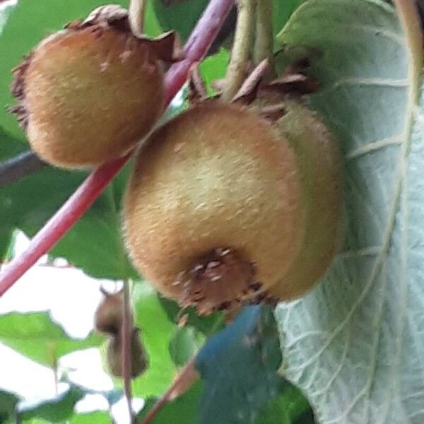 Actinidia chinensis Плід