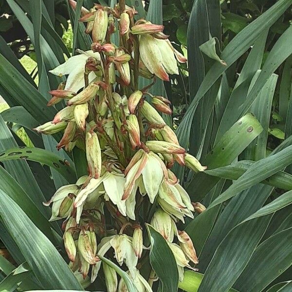 Yucca gloriosa ফুল