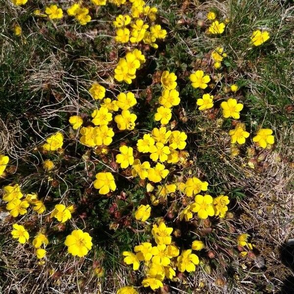 Potentilla pedata Blüte