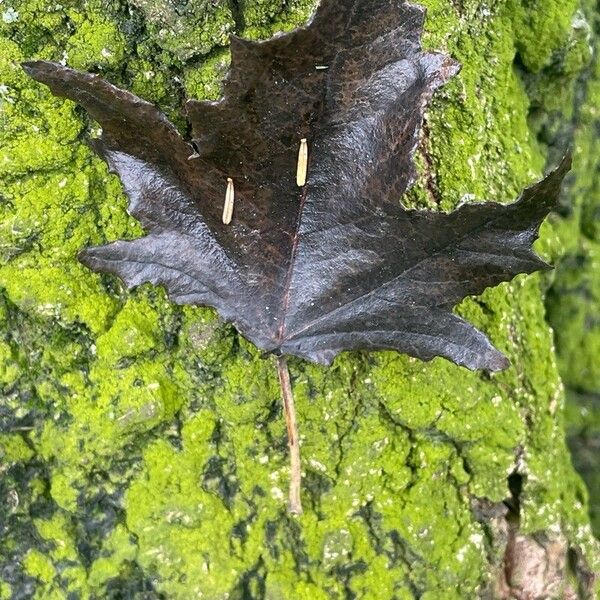 Populus alba Yaprak