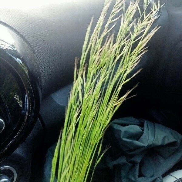 Festuca bromoides Fuelha