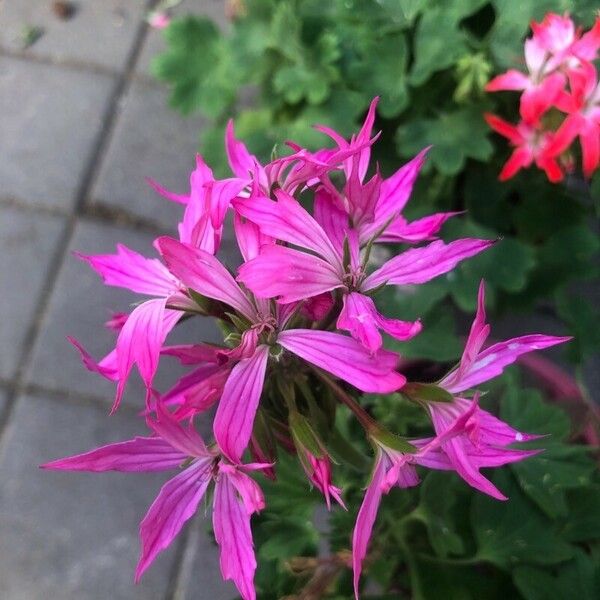 Pelargonium peltatum 花