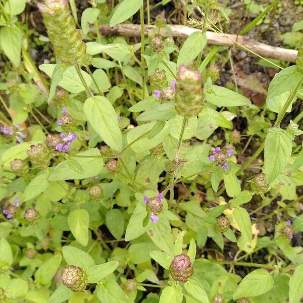 Prunella vulgaris Flor