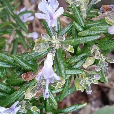 Rosmarinus officinalis Levél