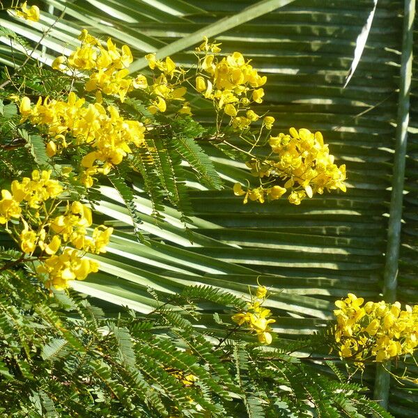 Senna multijuga Kvet