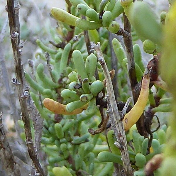 Limbarda crithmoides Blatt