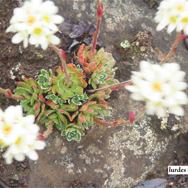 Saxifraga paniculata Lehti