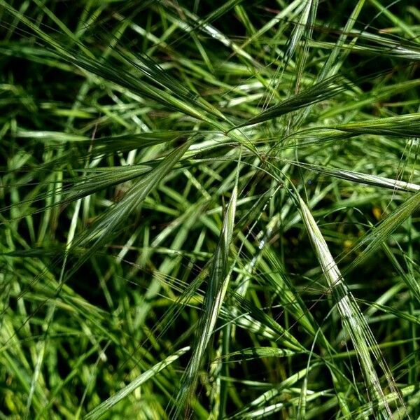 Poa trivialis Flower