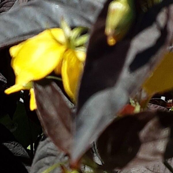 Lysimachia ciliata Flor