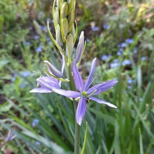 Camassia quamash Flower