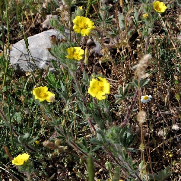 Potentilla hirta Flower