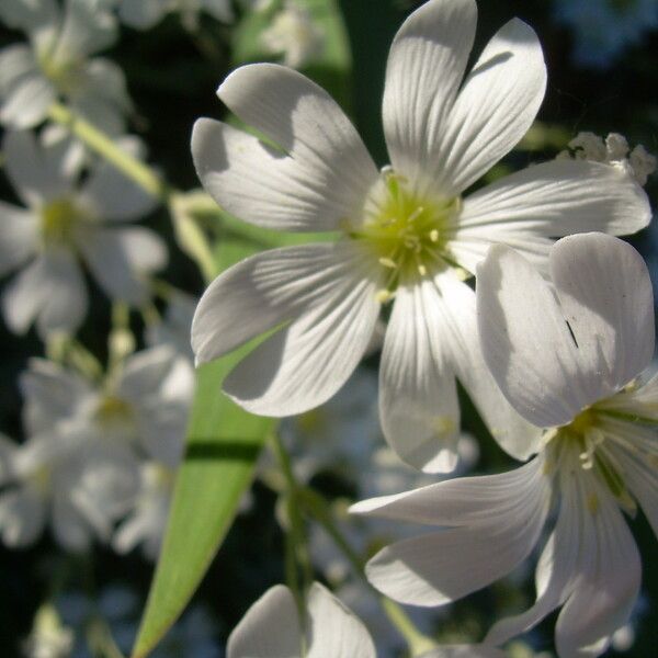 Gypsophila elegans Flor