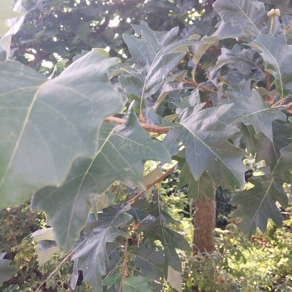 Quercus macrocarpa Blatt