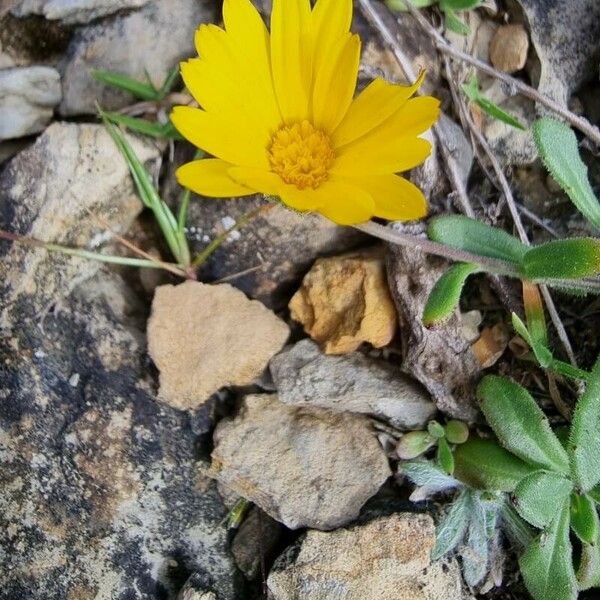 Calendula suffruticosa ফুল