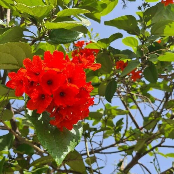 Cordia sebestena फूल