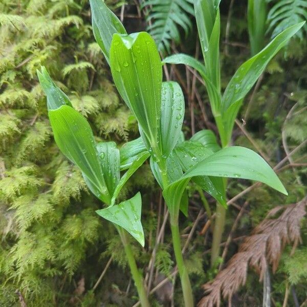 Streptopus lanceolatus Plante entière