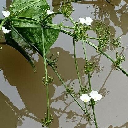 Aquarius palifolius Hábito