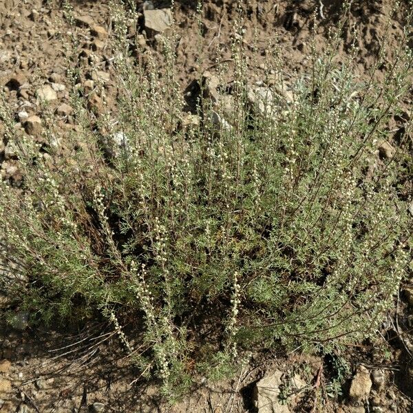 Artemisia herba-alba Buveinė