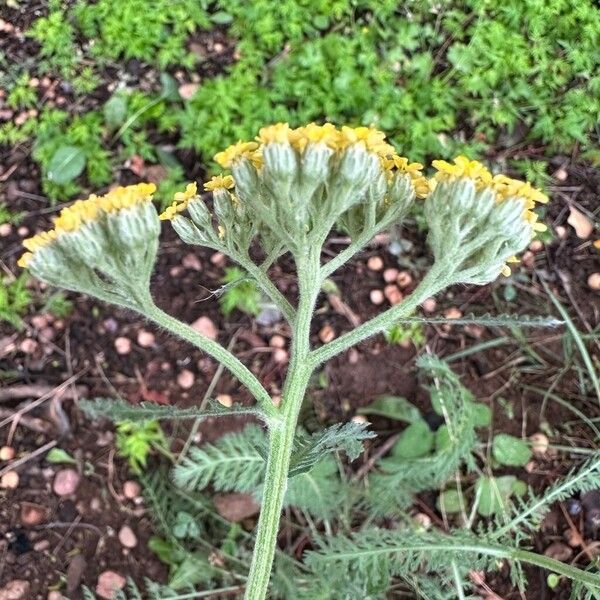 Achillea tomentosa Virág