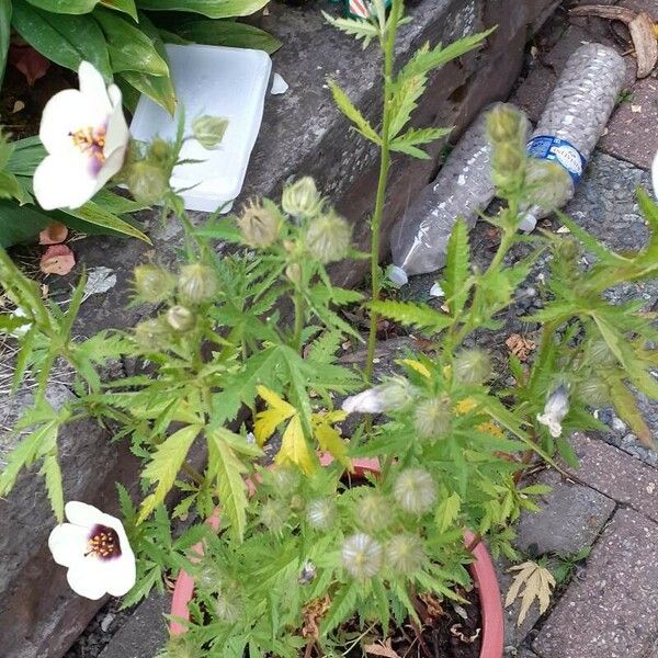 Hibiscus trionum Flors