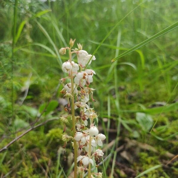 Pyrola rotundifolia Fleur