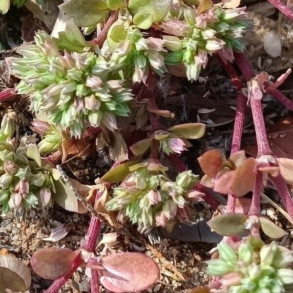 Polycarpon tetraphyllum Flors