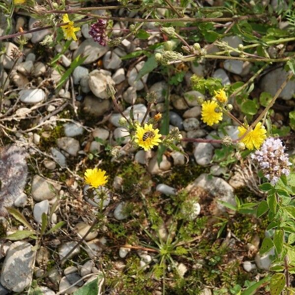 Crepis tectorum Flor