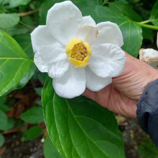 Calycanthus chinensis Flower