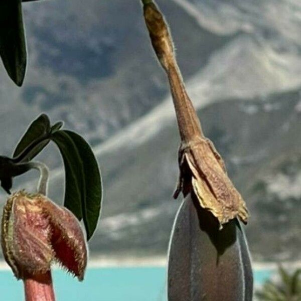 Passiflora tarminiana Fruit