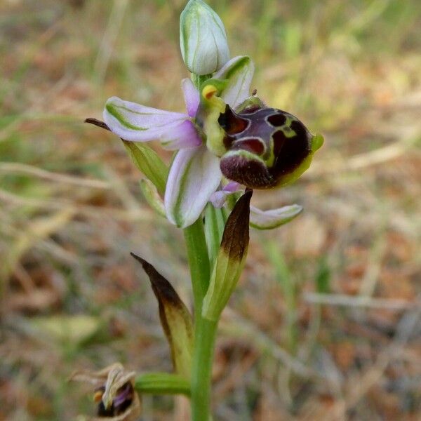 Ophrys × minuticauda Flower