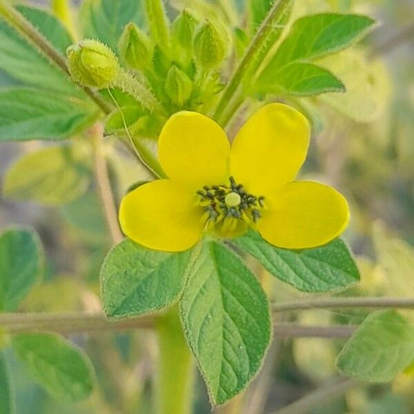 Cleome viscosa Õis