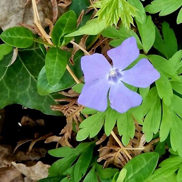 Vinca minor Flower