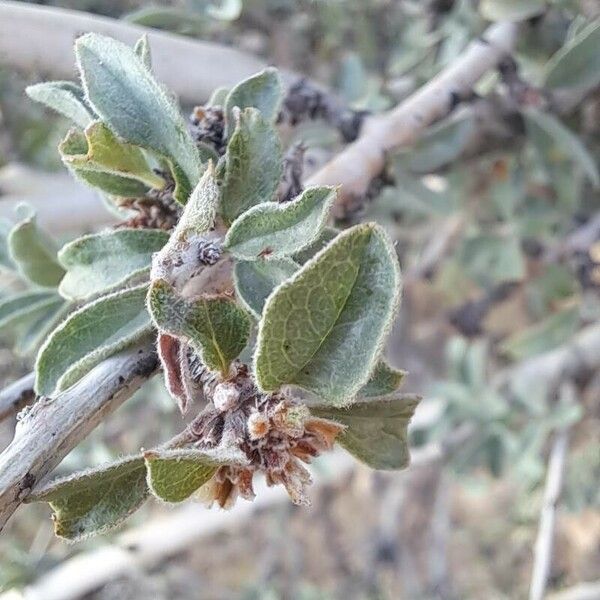 Prunus argentea Hoja