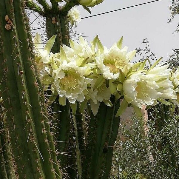 Cereus hexagonus Flower