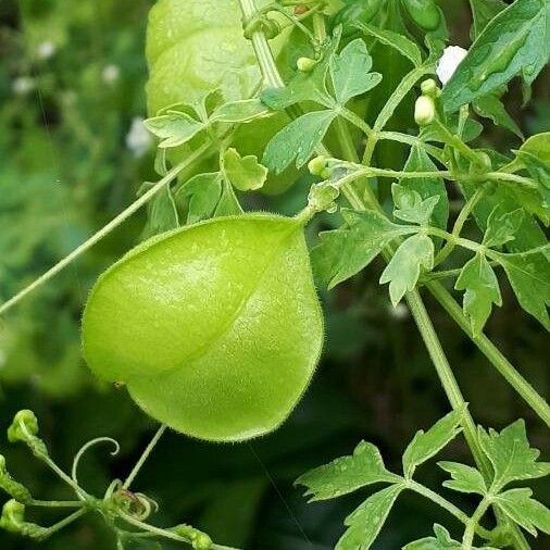 Cardiospermum halicacabum Fruit