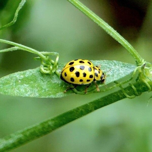 Vicia hirsuta その他の提案