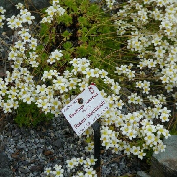 Saxifraga rosacea Habitat