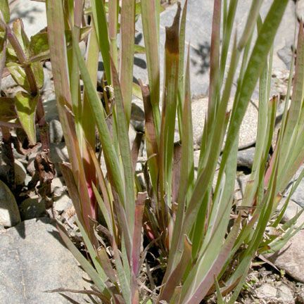 Juncus ensifolius Хабит