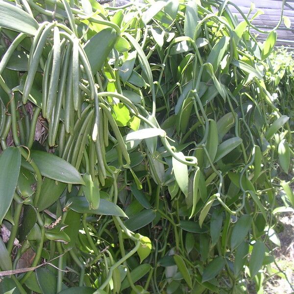 Vanilla planifolia Habitus