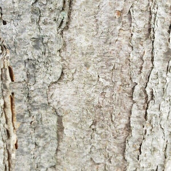 Acer triflorum 樹皮