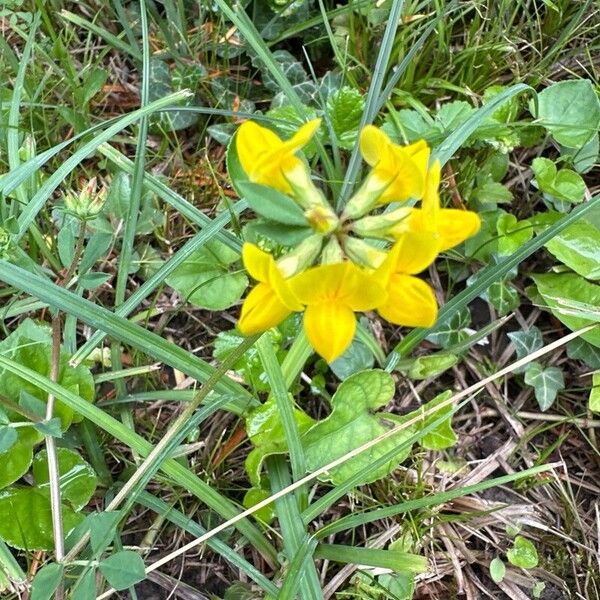 Lotus pedunculatus Flower