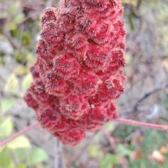 Rhus typhina Плод