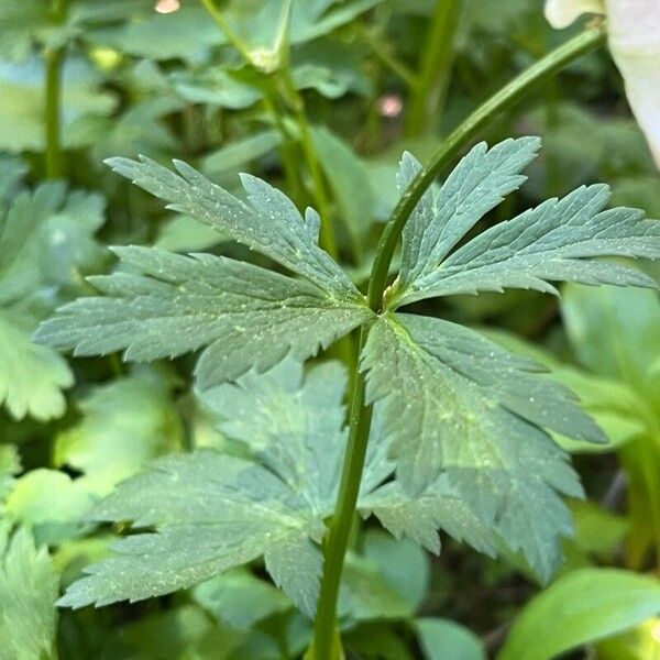 Trollius laxus 葉